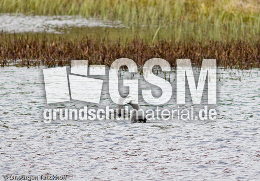 Sterntaucher (3 von 20).jpg